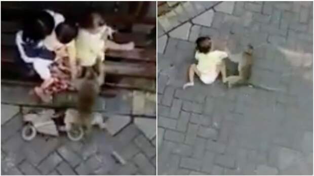 Обезьяна на велосипеде попыталась похитить ребенка и попала на видео