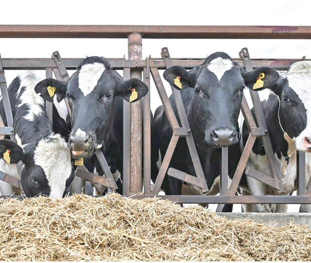 В Крыму начали развивать элитное скотоводство