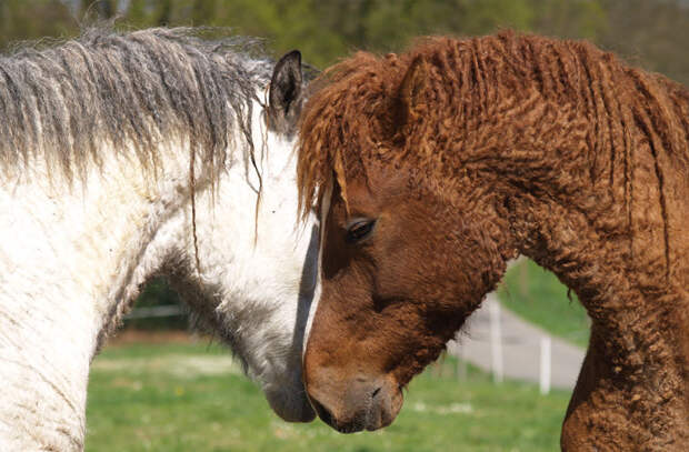 Зачем лошади нужны кудри?