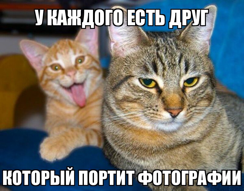 Субботний котопост коты, кошки, приколы с котами., смешные коты