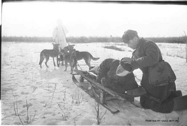 Ездовые собаки на войне везут раненного солдата, 1943 год, место съемки неизвестно.