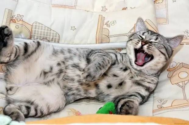Смешная подборка фотографий котиков, которая заставит вас улыбаться!