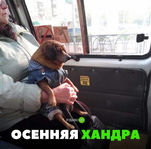 Свежая подборка автоприколов Свежая подборка автоприколов авто, автоприколы, приколы