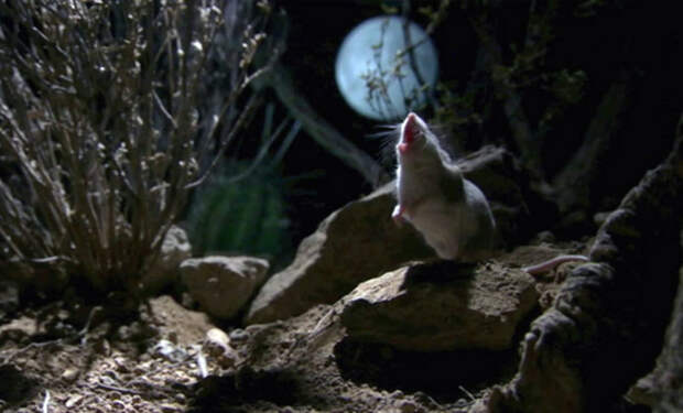 2 мышь, которая воет на Луну Onychomys