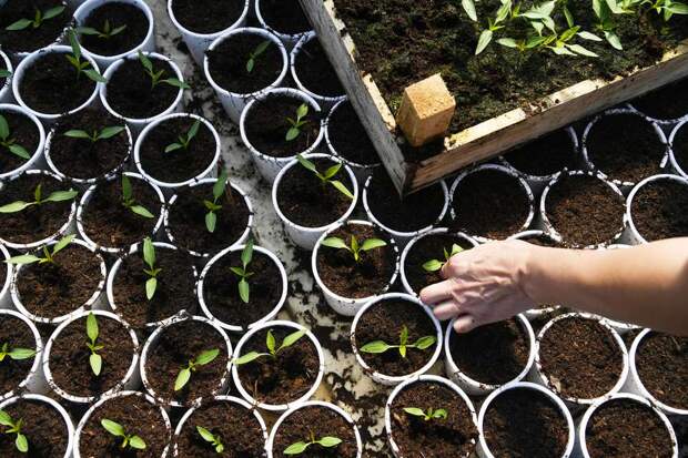 Садовод Воронова: рассаду перед высадкой в грунт важно закалить