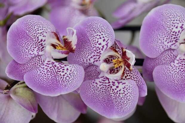 Бизнес на выращивании орхидей дома: как организовать?
