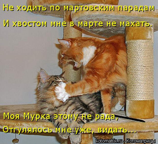 kotomatritsa_eA (548x500, 277Kb)