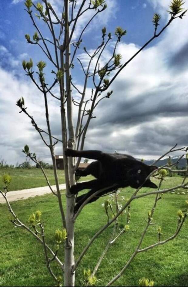 Фотография: Притяженья больше нет: 30 котиков, которые плевать хотели на законы физики №5 - BigPicture.ru