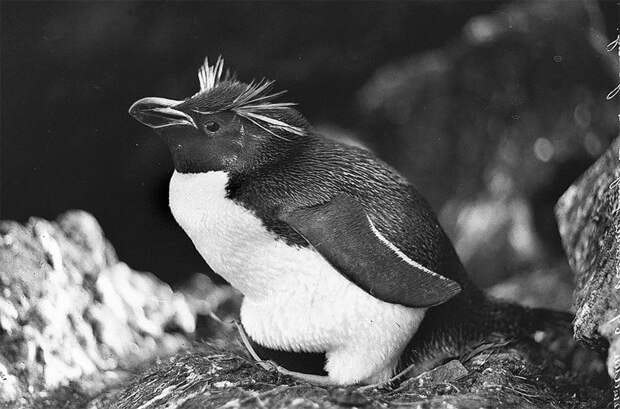 Толстоклювый пингвин Австралийская антарктическая экспедиция, антарктида, исследование, мир, путешествие, фотография, экспедиция