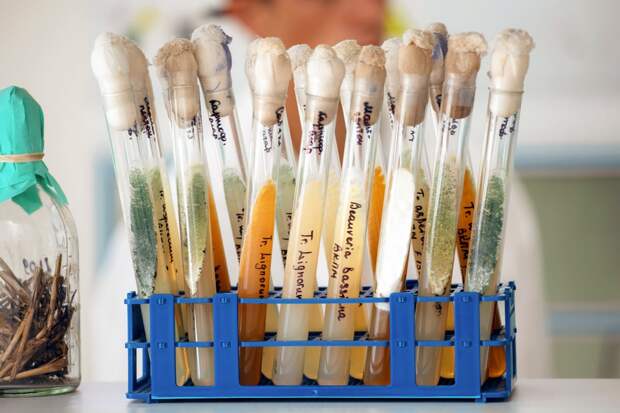 В Крыму разработали уникальный метод повышения урожайности сои