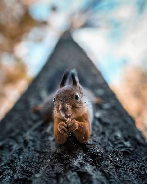 Фотограф из Финляндии Йоахим Мюнтер специализируется на съемке животных.