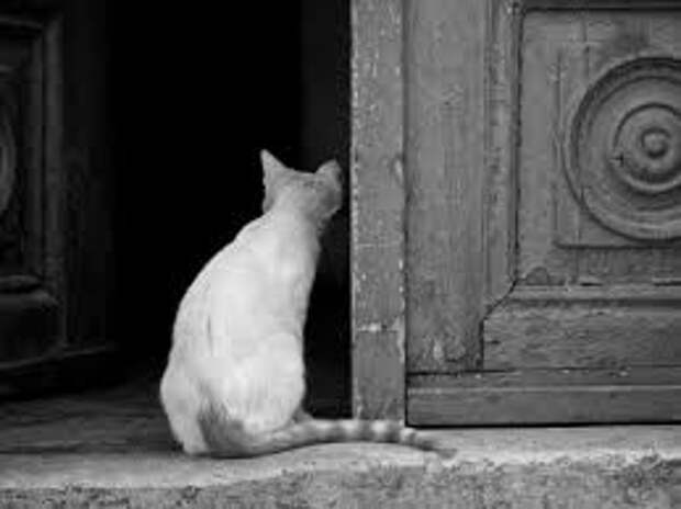 Бесплатное изображение: Домашняя кошка, Передняя дверь, кошка ...