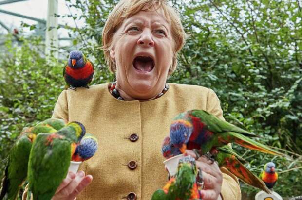 Меркель и попугай после укуса.jpg