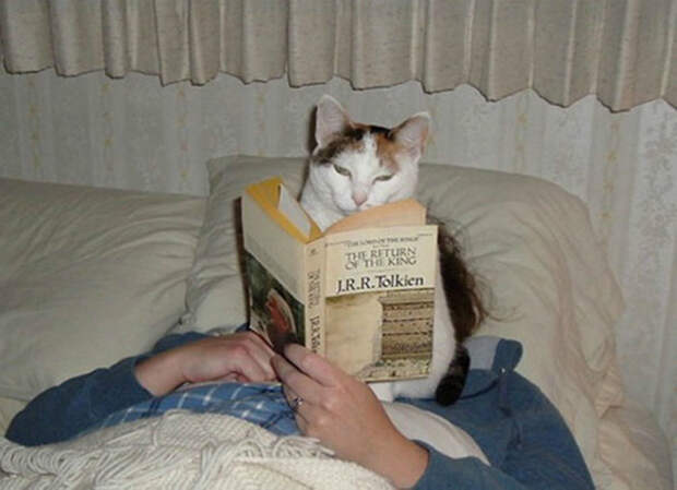 Кот ученый читает.