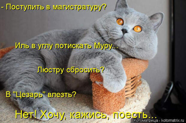 kotomatritsa_4 (700x464, 328Kb)