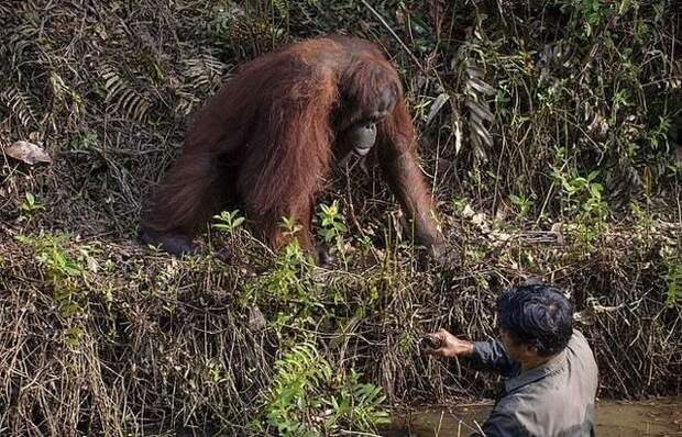 Рука помощи: орангутан попытался помочь стоявшему в воде мужчине.