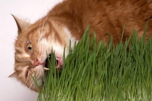 Кошка ест шерсть: что делать? Таблетки, корма и паста для вывода шерсти из желудка животные, кошки, лечение, шерсть