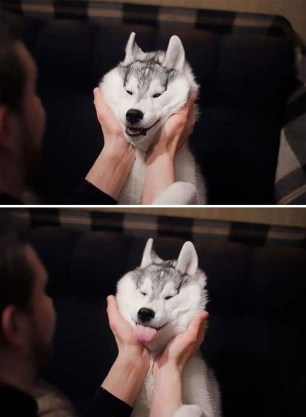 Squishy Dog Cheeks