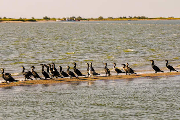 Учёные раскрыли, сколько нефти скрывается на дне Азовского моря