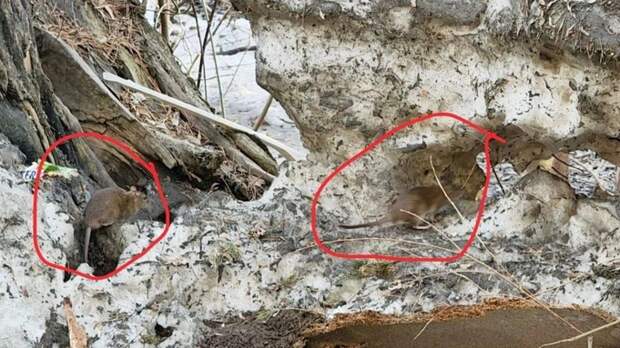 Жители Бийска пожаловались на нашествие крыс "размером с кошку"