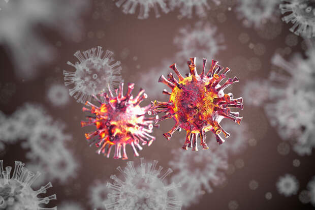 Bangkok Post: тайские летучие мыши являются переносчиками вируса Нипах