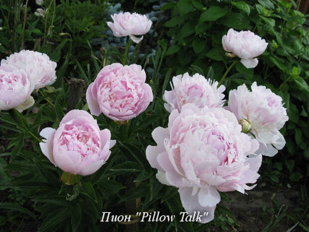 Pillow_Talk