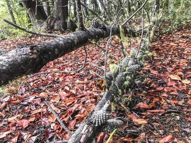 Из первых уст: Заблудиться в трёх секвойях, или Прогулка по парку Big Basin