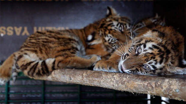 Неожиданная находка в аэропорту Бейрута шокировала зоозащитников Неожиданная находка, аэропорт, спасение животных, тигры