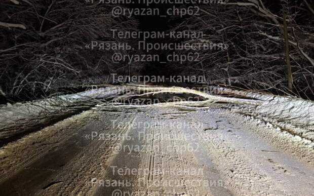 Дерево рухнуло под Рязанью и перекрыло въезд в посёлок