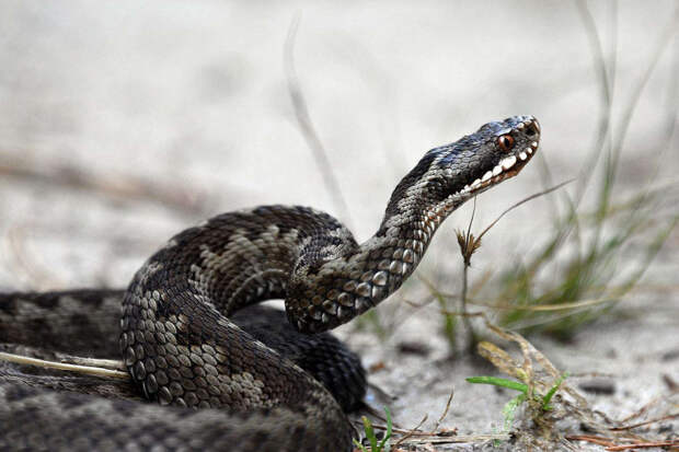 Рослесинфорг: высокие сапоги и верхняя одежда помогут избежать укуса змеи в лесу