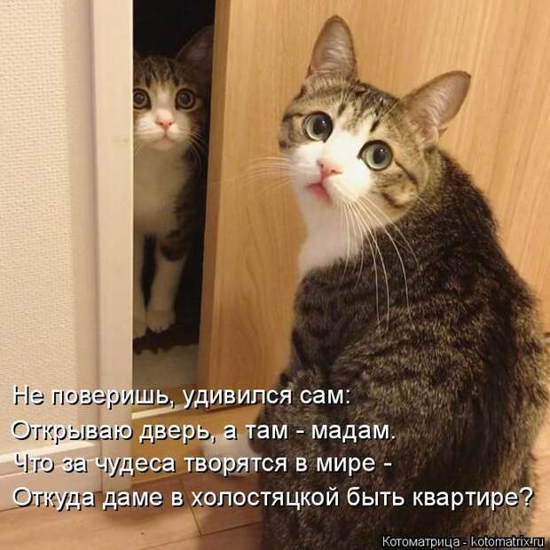 Лучшие котоматрицы недели (50 фото)