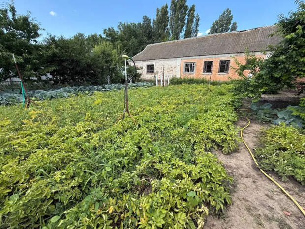 5 подсказок на участке, которые заменят химический анализ