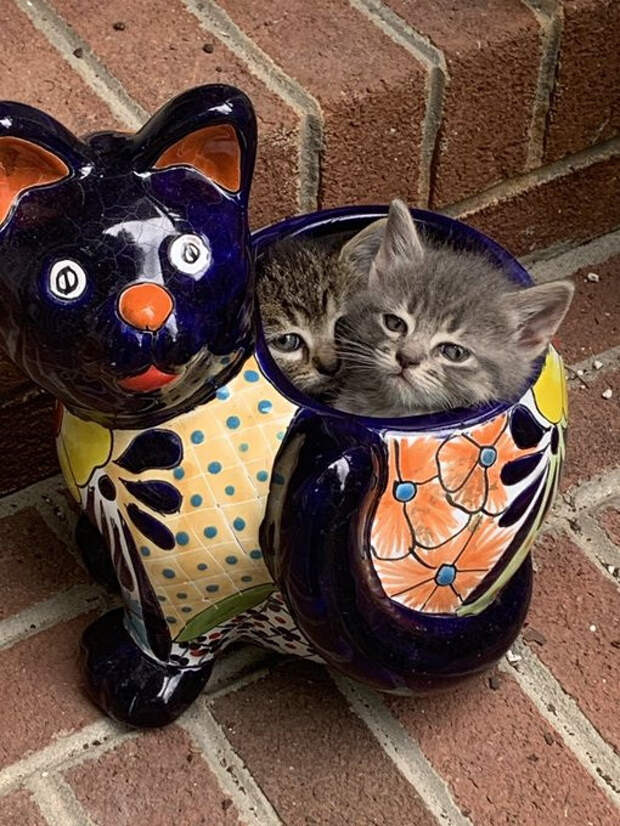 Котики оказались там, где их не должно быть, но они могут себе это позволить