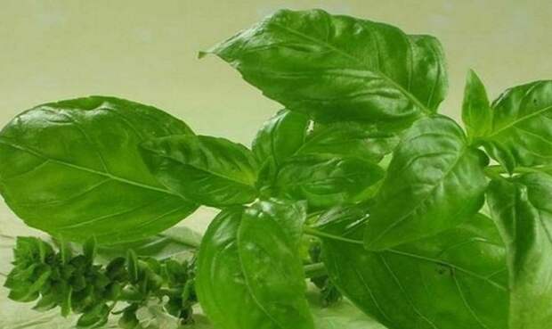 god-made-this-natural-antibiotic-for-people-its-the-most-powerful-antioxidant-and-it-will-cleanse-your-arteries-from-ldl-cholesterol