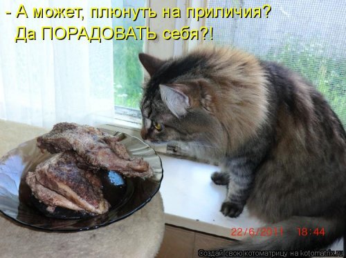 Свежая и прикольная котоматрица (32 фото)