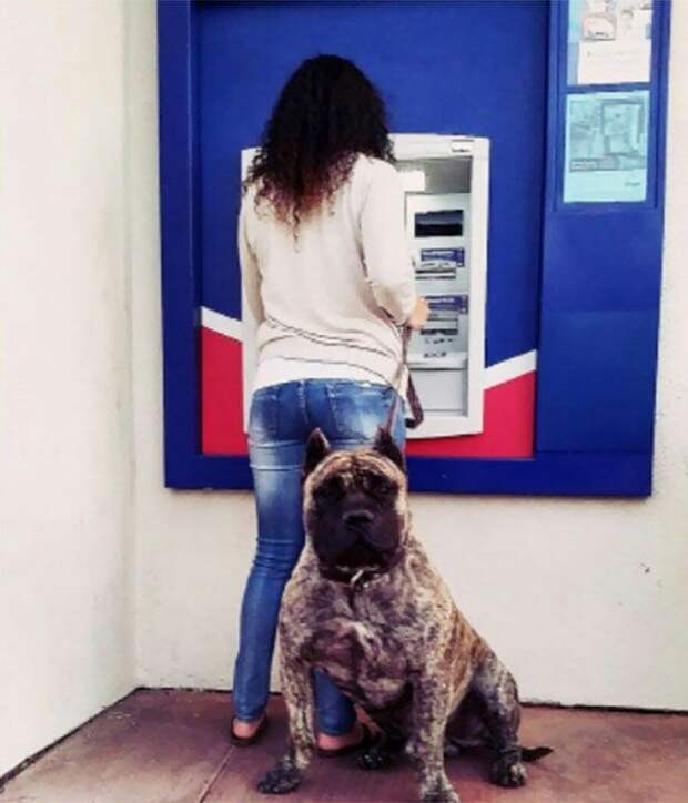 Лучшая защита от грабителей, подстерегающих у банкомата (11 фото)