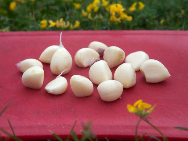 Тюменцы узнали можно или нельзя сеять весной озимый чеснок