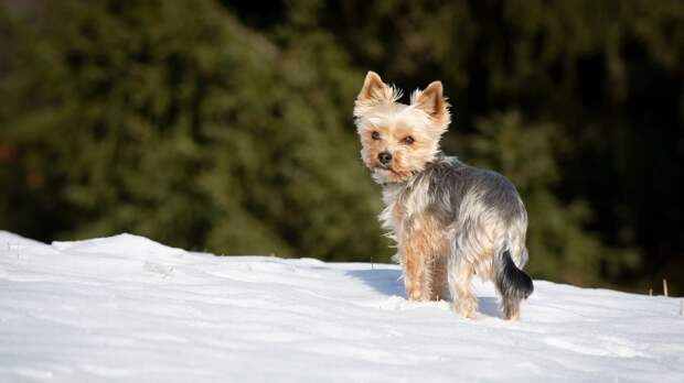 А что будет, если кастрация не поможет?