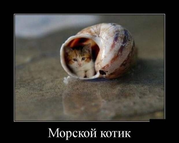 Демотиваторы от Водяной за 15 мая 2019 Каламбур, демотиваторы, животные, коты, юмор
