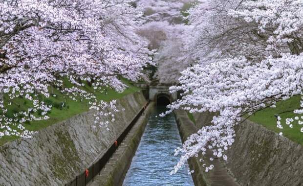 Сезон цветения сакуры – самое лучшее время для посещения Японии.