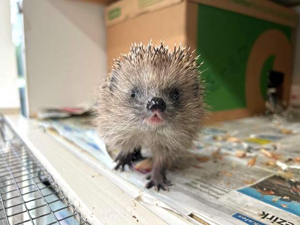 Зоолог предупредил об опасности кормления ежей молоком