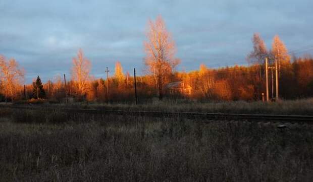 Женщина пыталась выкупить участок в Ленобласти по поддельным документам