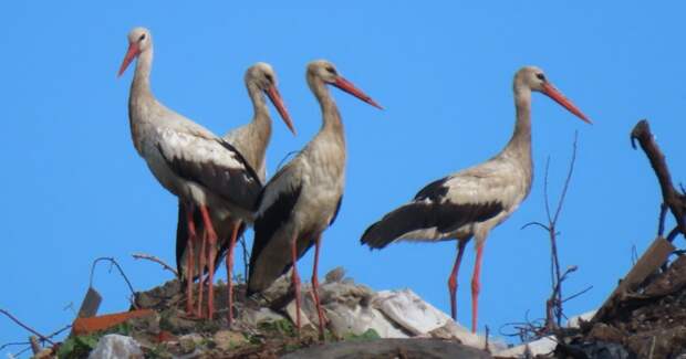 Аисты осваивают свалки: заметный прогресс в поиске еды к второму году жизни