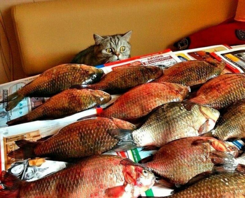 Субботний котопост коты, кошки, приколы с котами., смешные коты