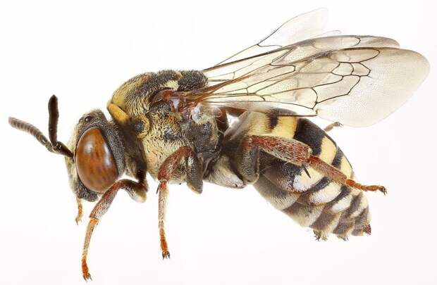 Пчелы-кукушки: даже среди пчел встречаются наглые тунеядцы 