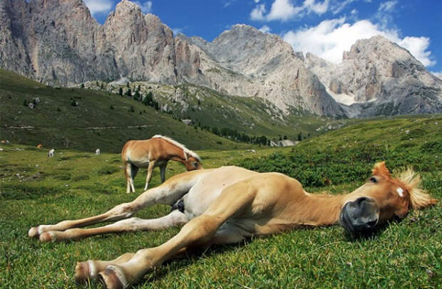 Как спят лошади: стоя или лежа?