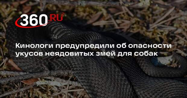 Кинологи предупредили об опасности укусов неядовитых змей для собак