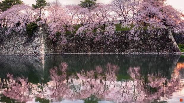 Наружная стена замка Нагоя, утопающая в вишневом цвету.