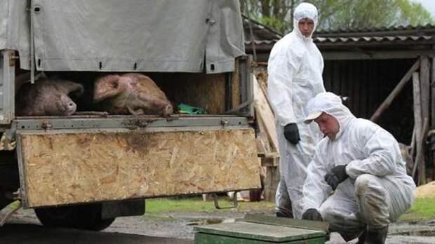 В Хабаровском крае выявлен новый очаг африканской чумы свиней
