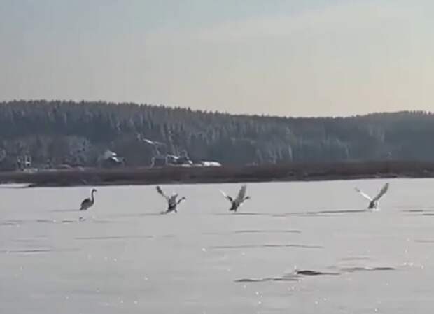 Стая лебедей осталась на зимовку на озере Тосканка в Ворсме